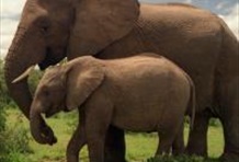 Full Day Addo Elephant National Park